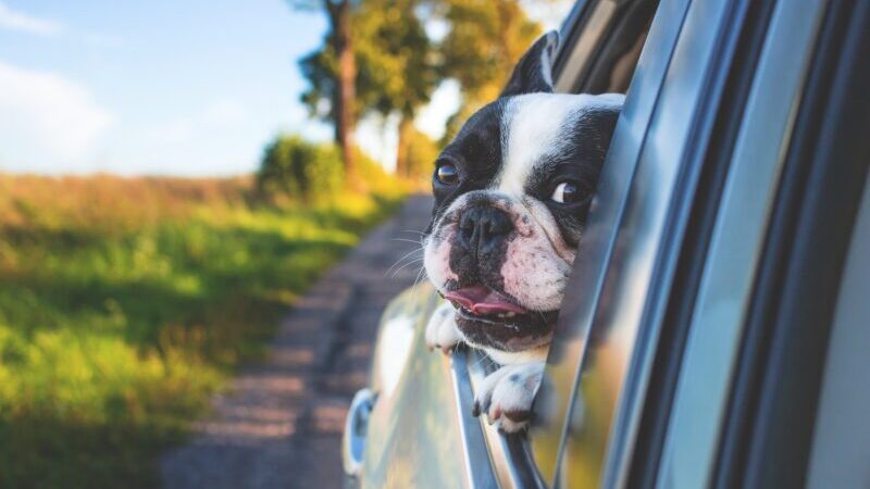 犬と車中泊する際のメリット・デメリットを解説！注意点や必要なグッズも紹介 